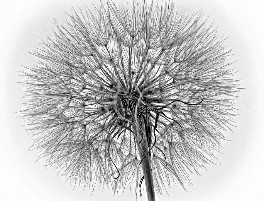 Anatomy of a Weed monochrome Photograph by Steve Harrington