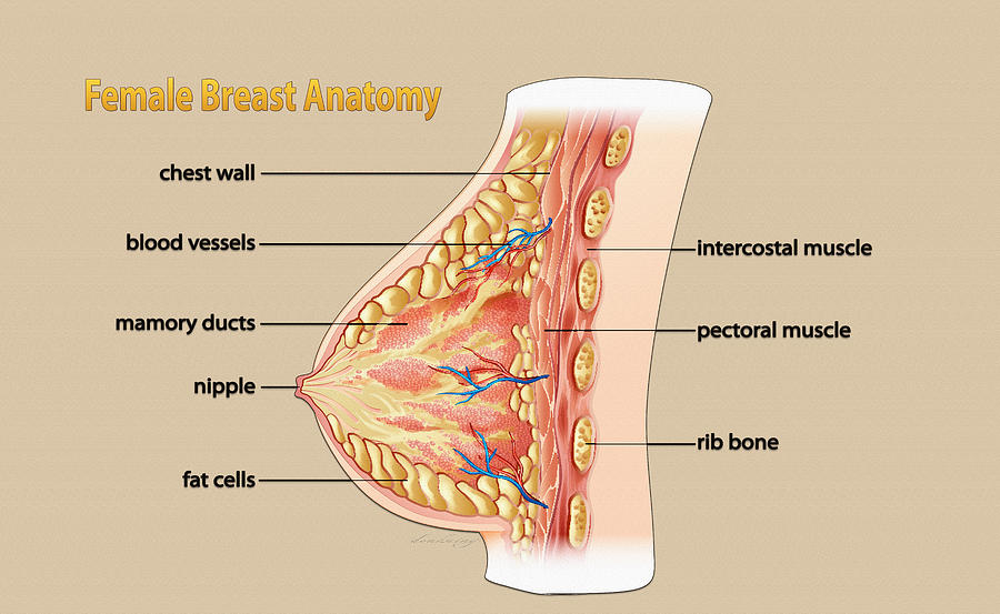 Anatomy of the Female Breast Digital Art by Don Kuing - Pixels