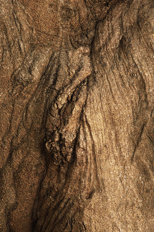 Anatomy of Tree Photograph by Kiran Joshi