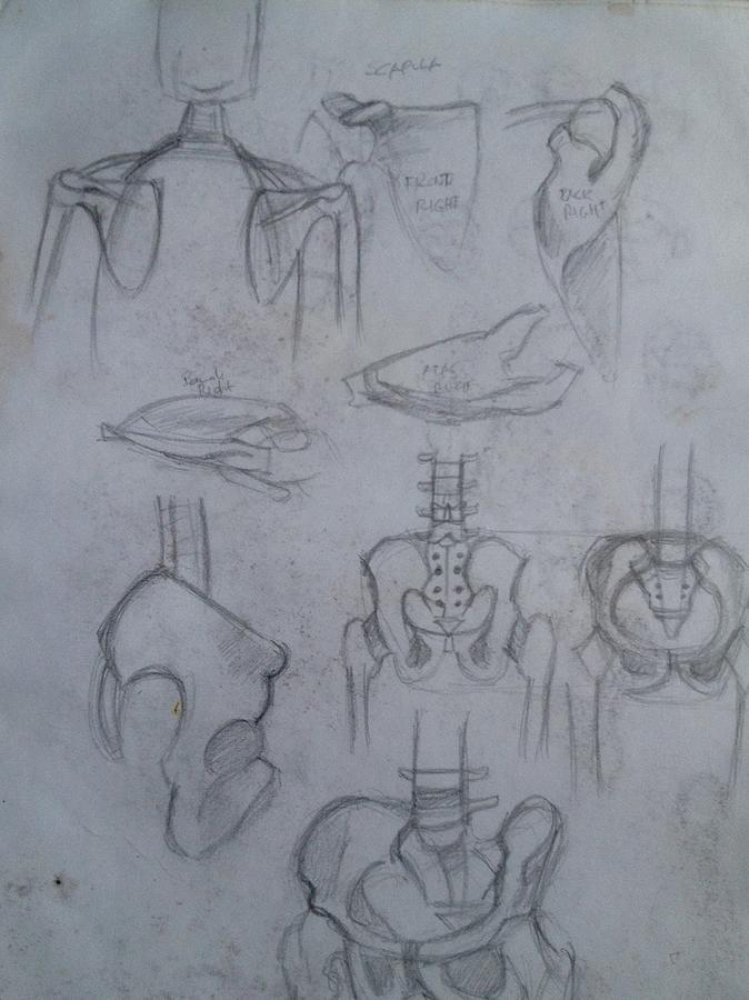 anatomy study drawing