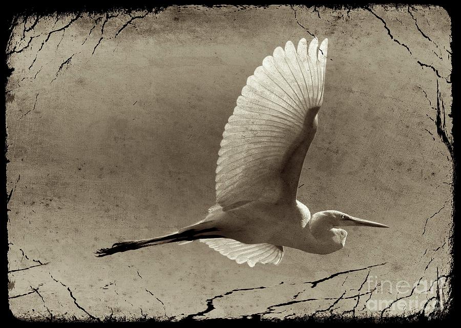 Ancestral Great Egret Photograph by Carol Groenen