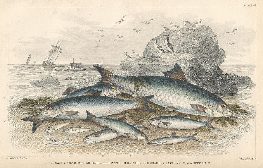 John James Audubon Drawing - Anchovies and Herring by Dreyer Wildlife Print Collections 