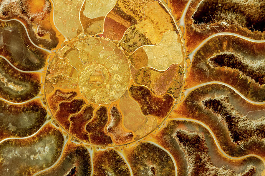 Ancient Ammonite Photograph