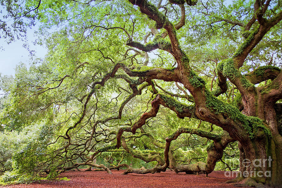 Ancient Angel Oak Tree  Photograph by Sharon McConnell