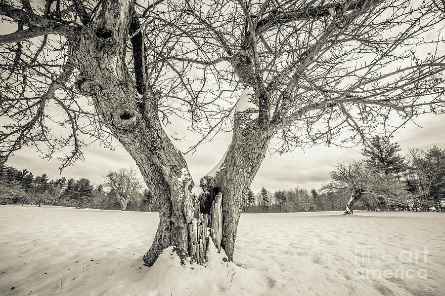 Ancient Apple Trees in Winter Photograph by Edward Fielding