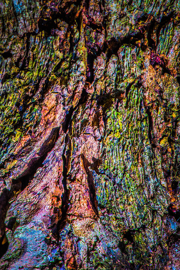 Ancient Bark Color Abstract Photograph by Bruce Pritchett