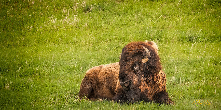 Ancient Bison Photograph by Rikk Flohr