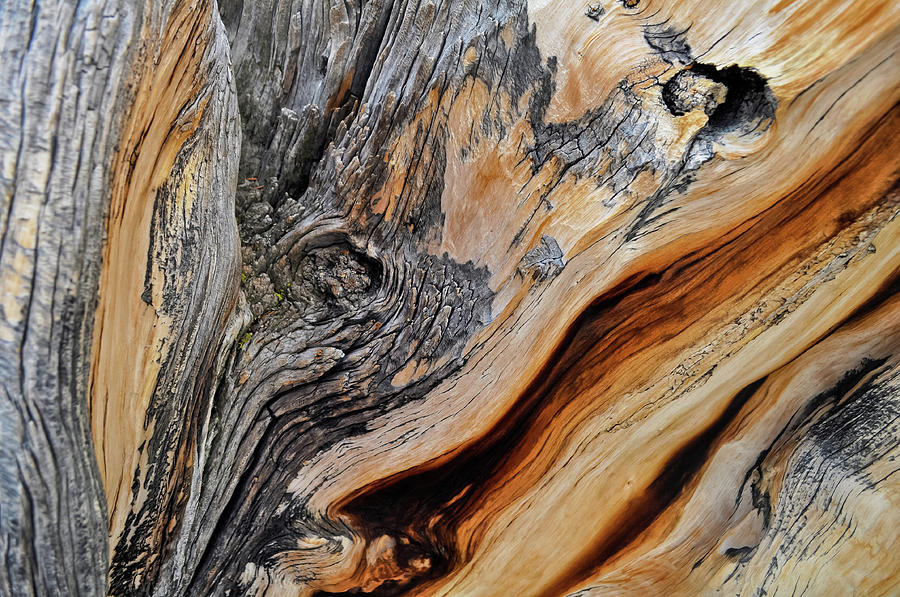 Ancient Bristlecone Branch Detail Photograph by Kyle Hanson