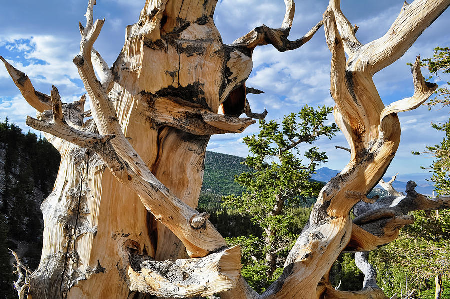 Ancient Bristlecone Branch Photograph by Kyle Hanson