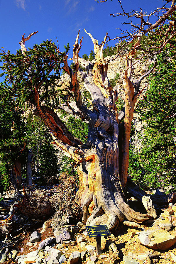 Ancient Bristlecone Photograph by Greg Norrell