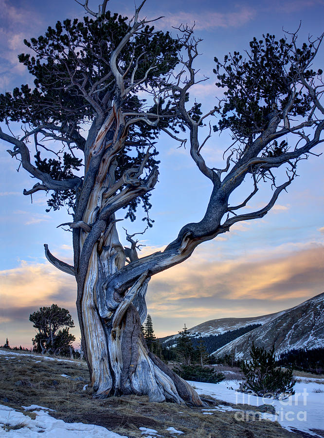 Winter Photograph - Ancient Bristlecone Pine by Andrew Terrill