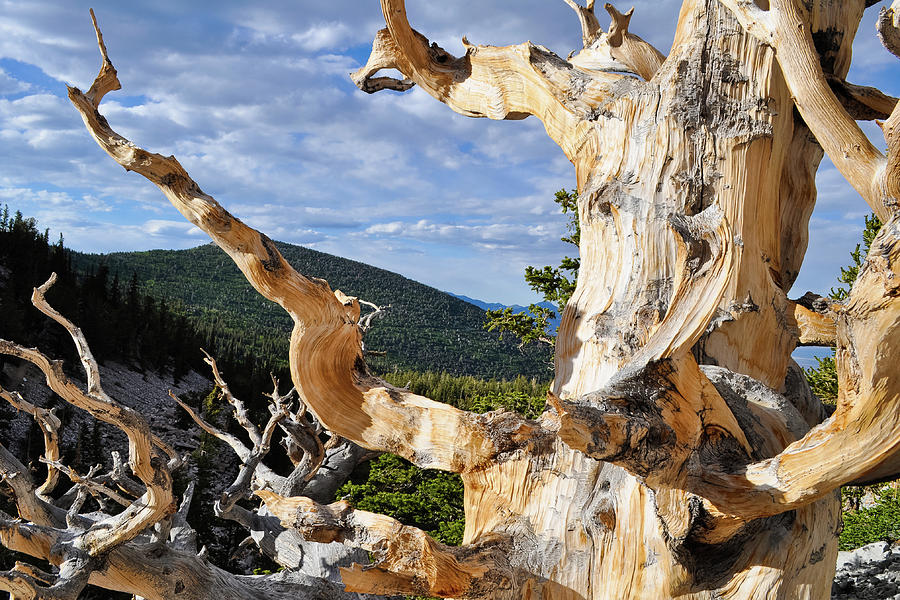 Ancient Bristlecone Pine Branch Photograph by Kyle Hanson