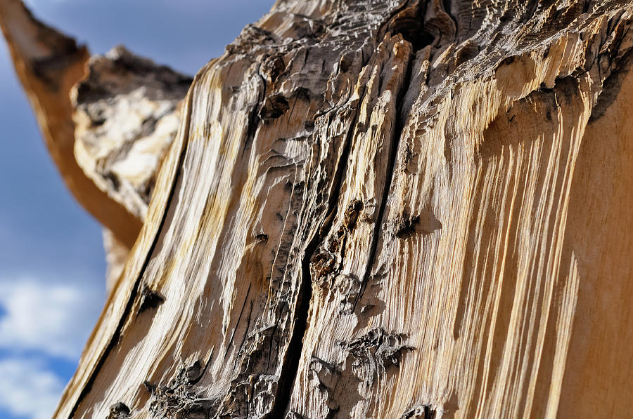 Ancient Bristlecone Pine Detail Photograph by Kyle Hanson