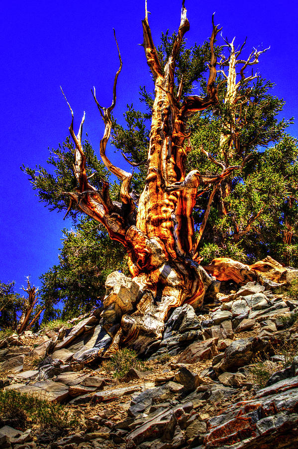 Ancient Bristlecone Pine Forest Photograph by Roger Passman