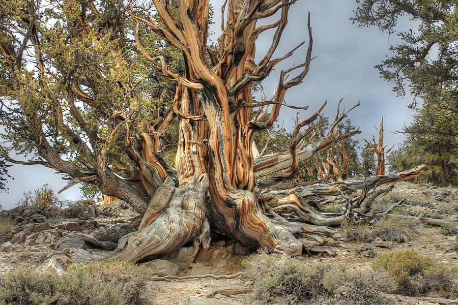 Tree Photograph - Ancient Bristlecone Pine by Jane Linders