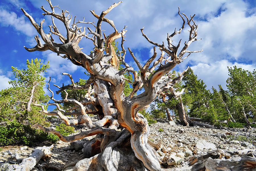 Ancient Bristlecone Pine Photograph by Kyle Hanson