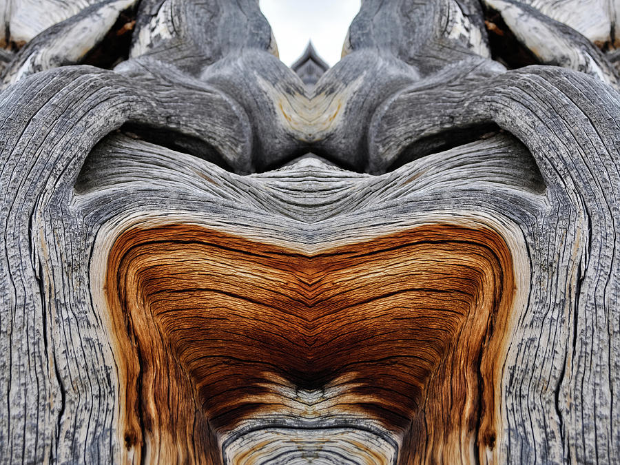 Ancient Bristlecone Pine Mirror Photograph by Kyle Hanson