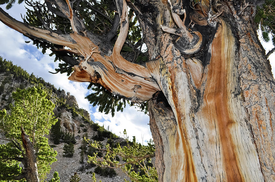 Ancient Bristlecone Pine Nevada Photograph by Kyle Hanson