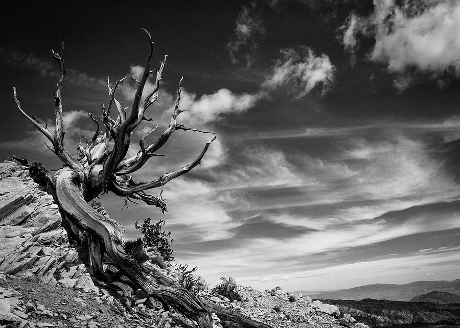 Ancient Bristlecone Pine No. 1 Photograph by Al White