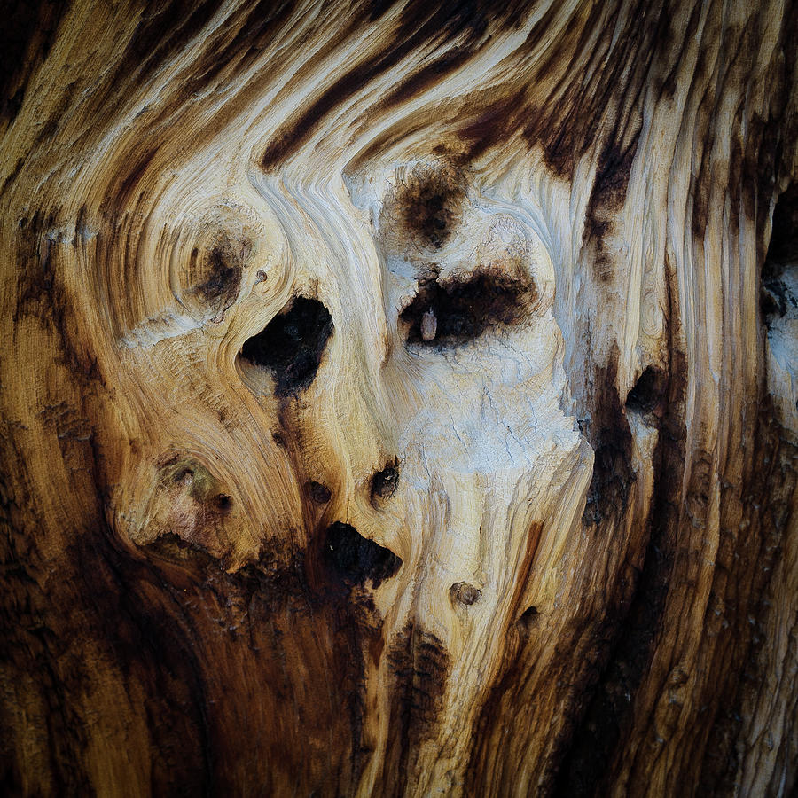 Ancient Bristlecone Pine No. 2 Photograph by Al White