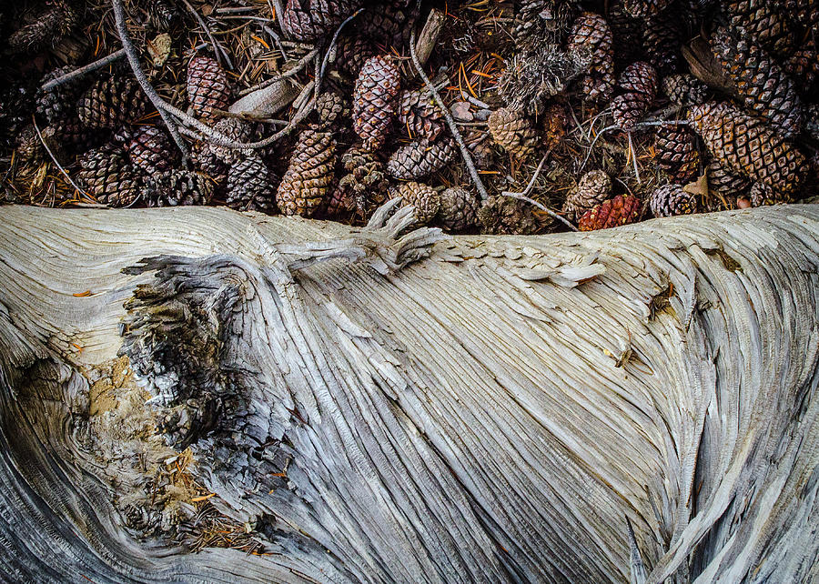 Ancient Bristlecone Pine No. 3 Photograph by Al White