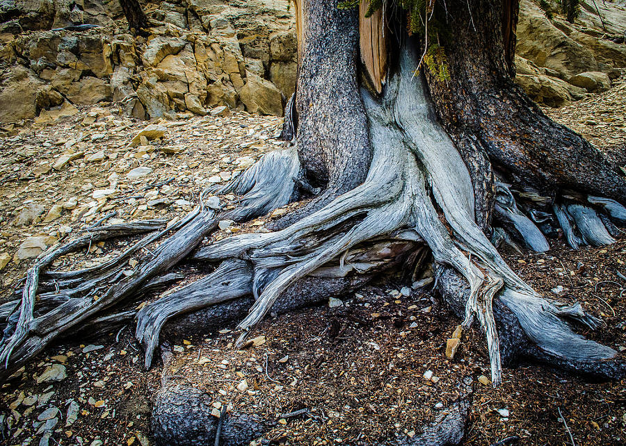 Ancient Bristlecone Pine No. 4 Photograph by Al White