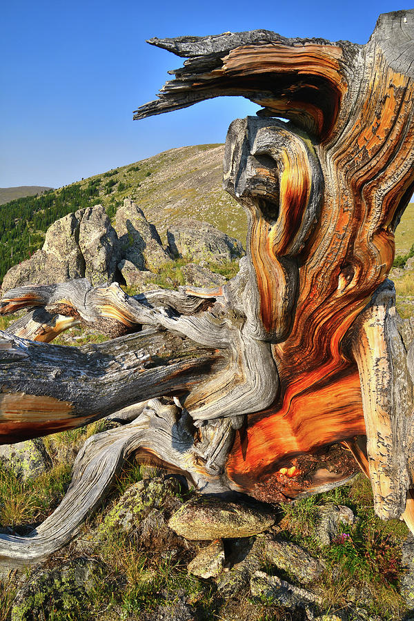 Ancient Bristlecone Pine on Mt. Goliath Photograph by Ray Mathis