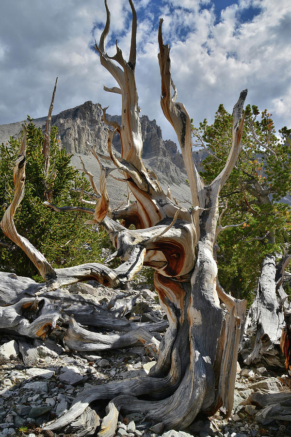 Ancient Bristlecone Pine Photograph by Ray Mathis