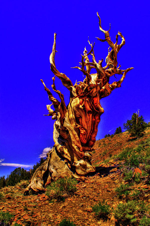 Ancient Bristlecone Pine Photograph by Roger Passman