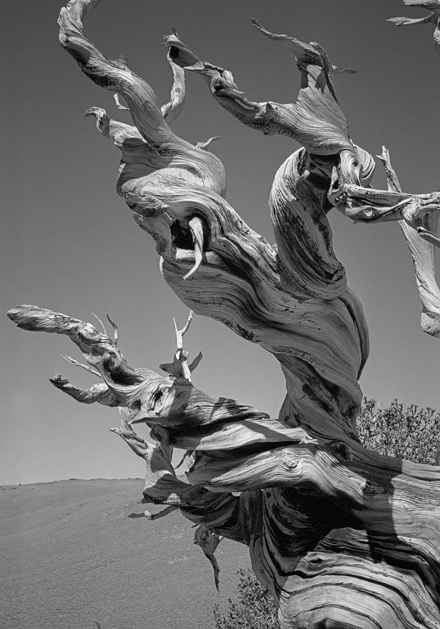 Ancient Bristlecone Pine Tree, Composition 1 BW, Inyo National Forest, White Mountains, California Photograph by Kathy Anselmo