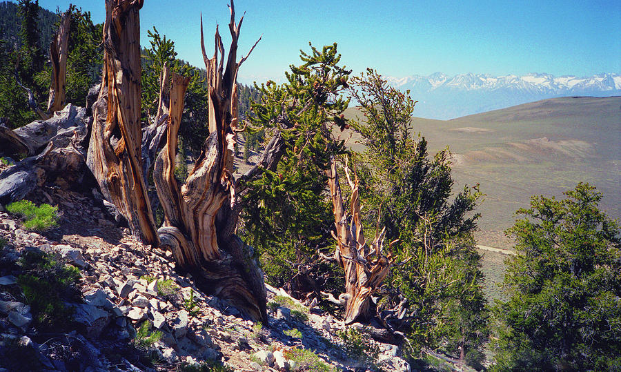 Ancient Bristlecone Pine Tree, Composition 10, Inyo National Forest, White Mountains, California Photograph by Kathy Anselmo