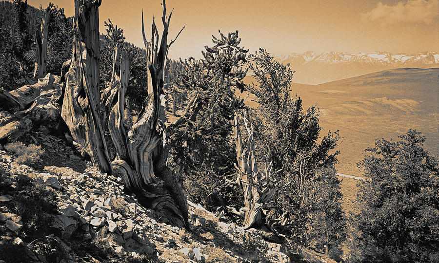 Ancient Bristlecone Pine Tree, Composition 10 sepia toned, Inyo National Forest, California Photograph by Kathy Anselmo Ancient Bristlecone Pine Tree, Composition 10 sepia toned, Inyo National Forest, California Photograph by Kathy Anselmo