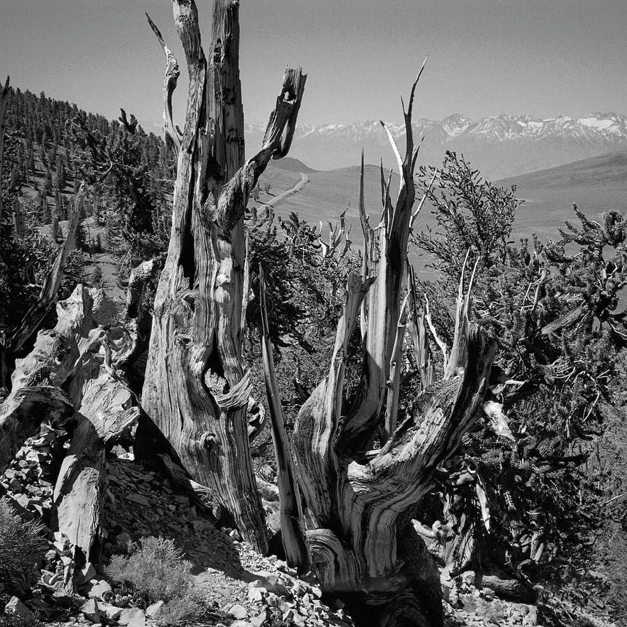 Ancient Bristlecone Pine Tree, Composition 11 BW, Inyo National Forest, White Mountains, California Photograph by Kathy Anselmo Ancient Bristlecone Pine Tree, Composition 11 BW, Inyo National Forest, White Mountains, California Photograph by Kathy Anselmo