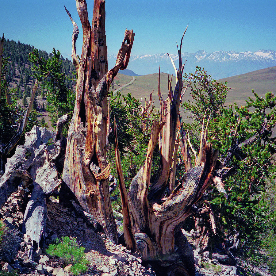 Ancient Bristlecone Pine Tree, Composition 11, Inyo National Forest, White Mountains, California Photograph by Kathy Anselmo