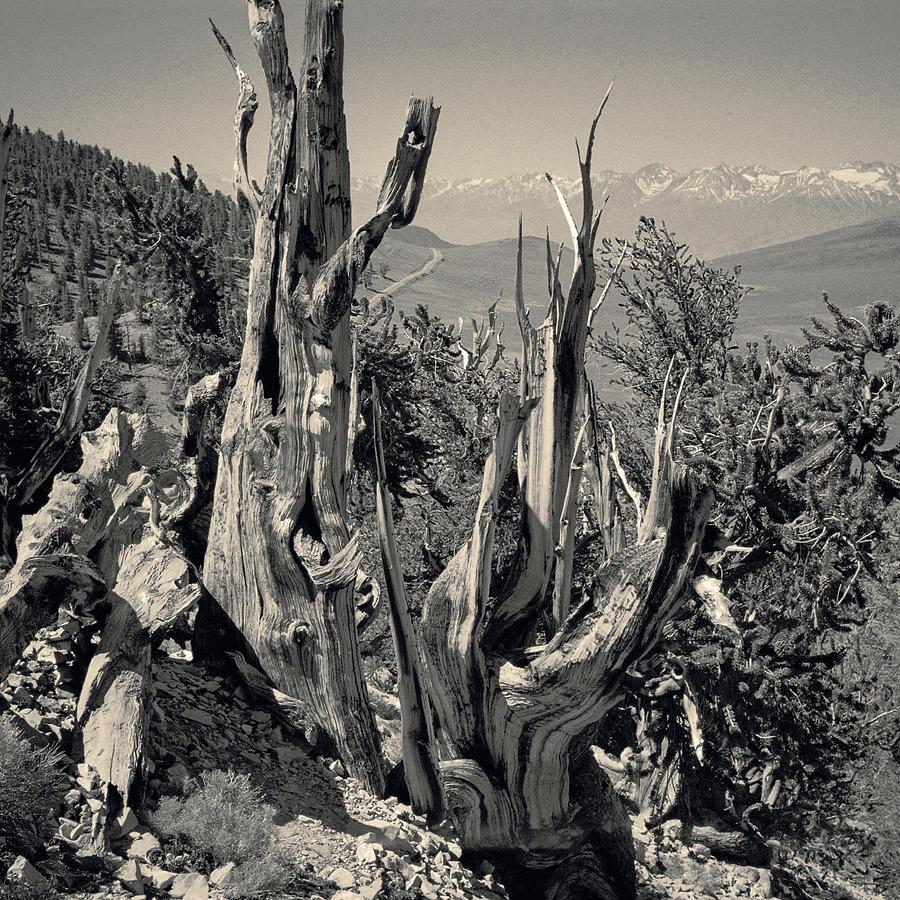 Ancient Bristlecone Pine Tree, Composition 11 selenium toned, Inyo National Forest, California Photograph by Kathy Anselmo Ancient Bristlecone Pine Tree, Composition 11 selenium toned, Inyo National Forest, California Photograph by Kathy Anselmo