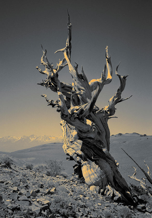 Ancient Bristlecone Pine Tree, Composition 2 duo tone, Inyo National Forest, White Mountains Photograph by Kathy Anselmo Ancient Bristlecone Pine Tree, Composition 2 duo tone, Inyo National Forest, White Mountains Photograph by Kathy Anselmo