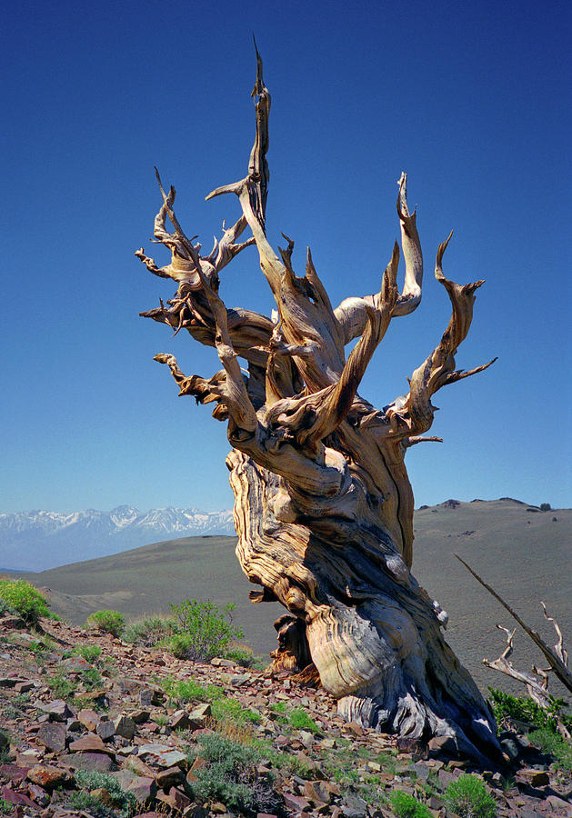 Ancient Bristlecone Pine Tree Composition 2, Inyo National Forest, White Mountains, California Photograph by Kathy Anselmo