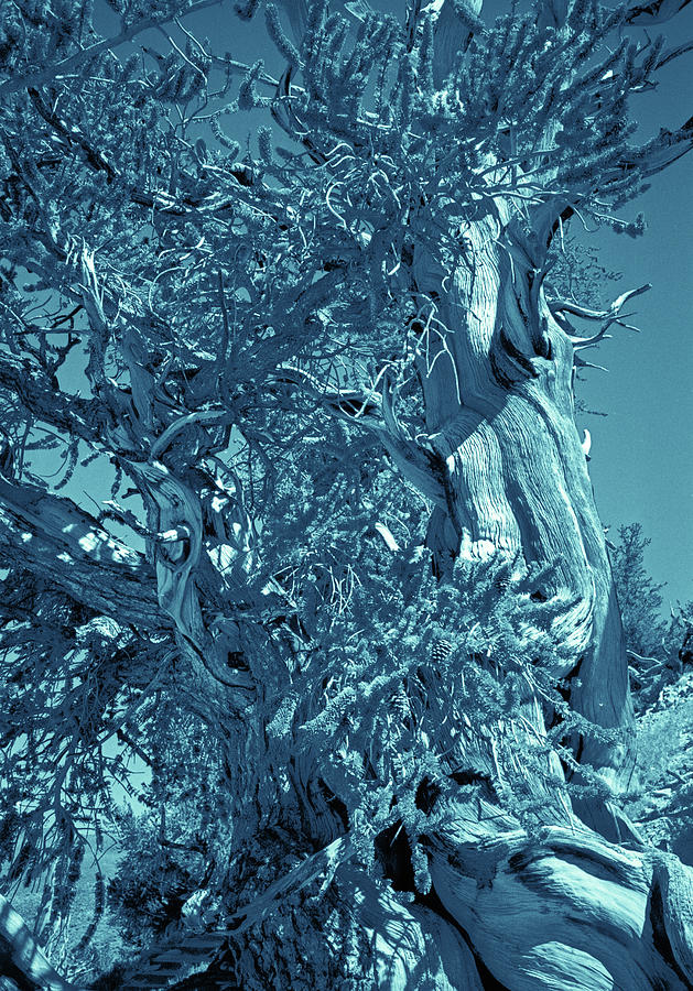 Ancient Bristlecone Pine Tree Composition 3, Cyanotype, Inyo National Forest, California Photograph by Kathy Anselmo Ancient Bristlecone Pine Tree Composition 3, Cyanotype, Inyo National Forest, California Photograph by Kathy Anselmo