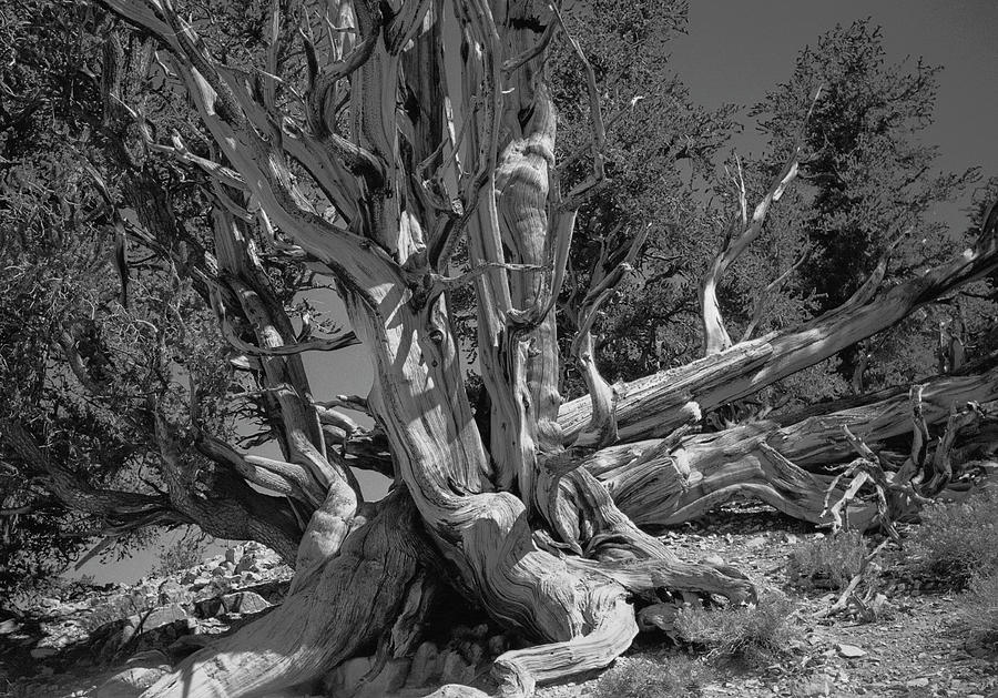 Ancient Bristlecone Pine Tree, Composition 5 BW, Inyo National Forest ...