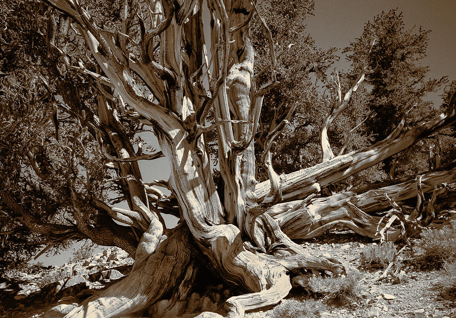 Ancient Bristlecone Pine Tree, Composition 5 sepia tone, Inyo National Forest, California Photograph by Kathy Anselmo