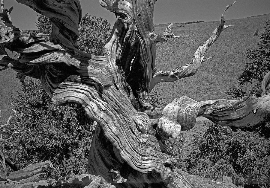 Ancient Bristlecone Pine Tree, Composition 6, Inyo National Forest, White Mountains, California Photograph by Kathy Anselmo