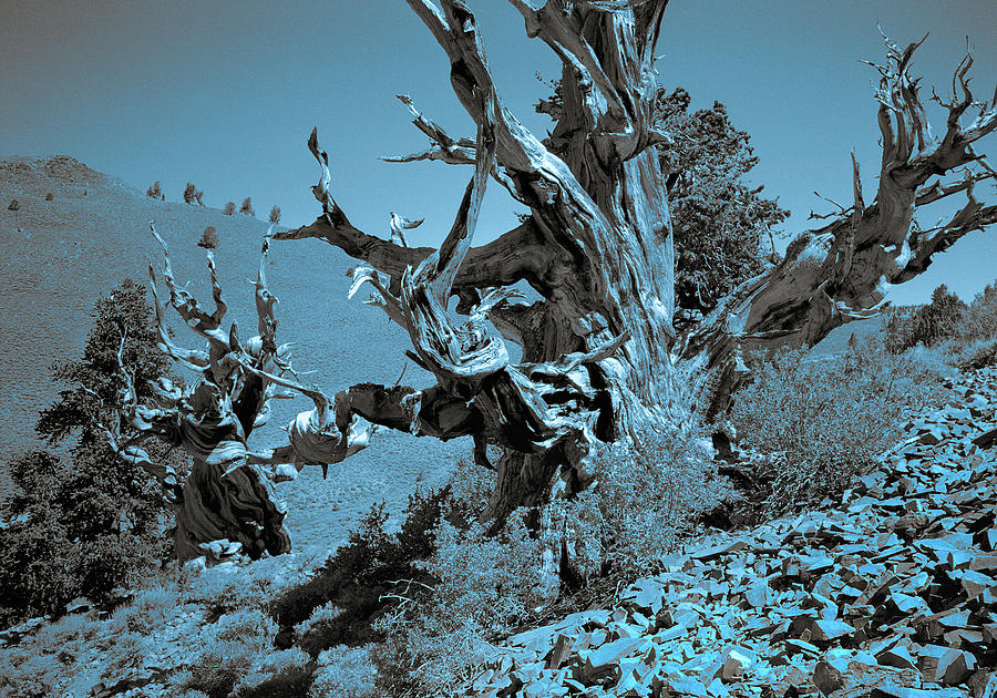 Ancient Bristlecone Pine Tree, Composition 7 duo tone cyanotype, Inyo National Forest, California Photograph by Kathy Anselmo