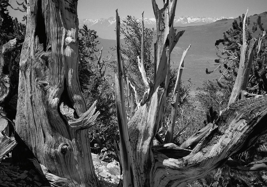 Ancient Bristlecone Pine Tree, Composition 8, Inyo National Forest, White Mountains, California Photograph by Kathy Anselmo Ancient Bristlecone Pine Tree, Composition 8, Inyo National Forest, White Mountains, California Photograph by Kathy Anselmo