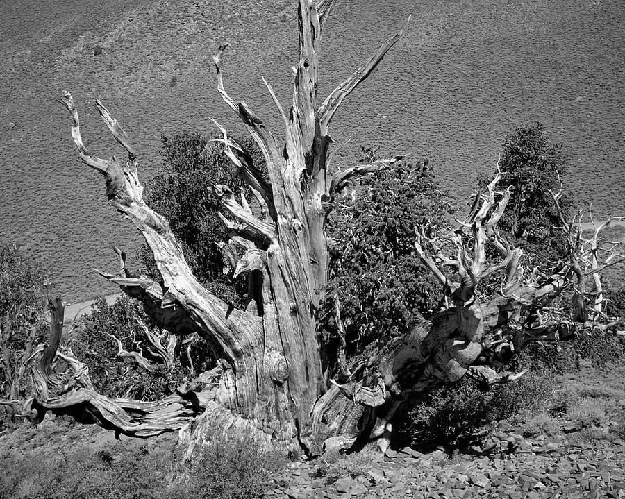 Ancient Bristlecone Pine Tree, Composition 9 BW, Inyo National Forest, White Mountains, California Photograph by Kathy Anselmo Ancient Bristlecone Pine Tree, Composition 9 BW, Inyo National Forest, White Mountains, California Photograph by Kathy Anselmo