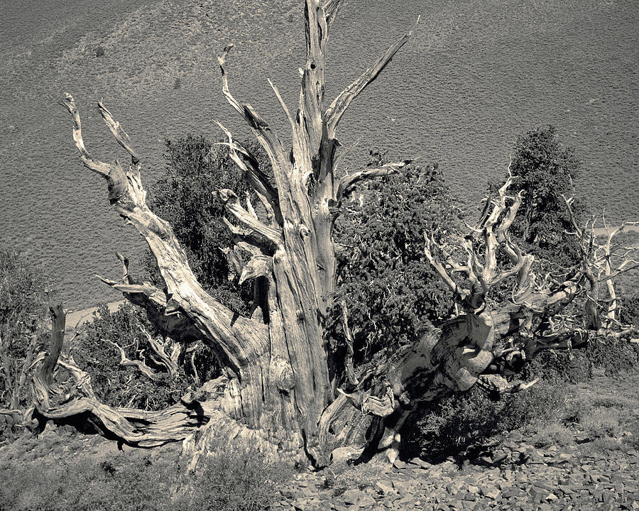 Ancient Bristlecone Pine Tree, Composition 9 selenium sepia toned, Inyo National Forest, California Photograph by Kathy Anselmo Ancient Bristlecone Pine Tree, Composition 9 selenium sepia toned, Inyo National Forest, California Photograph by Kathy Anselmo