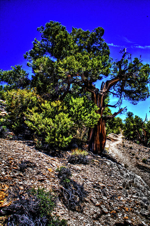 Ancient Bristlecone Pine Tree Photograph by Roger Passman