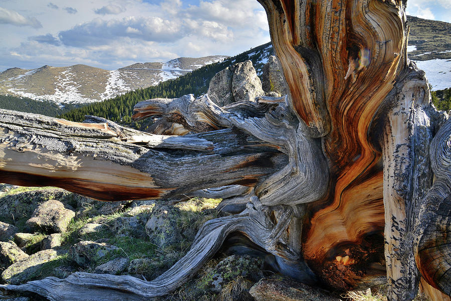 Ancient Bristlecones on Mt. Evans Photograph by Ray Mathis