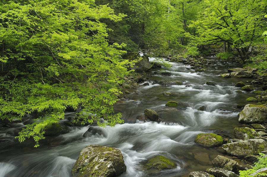 Ancient Cascades in Great Smoky Mountains Photograph by Darrell Young