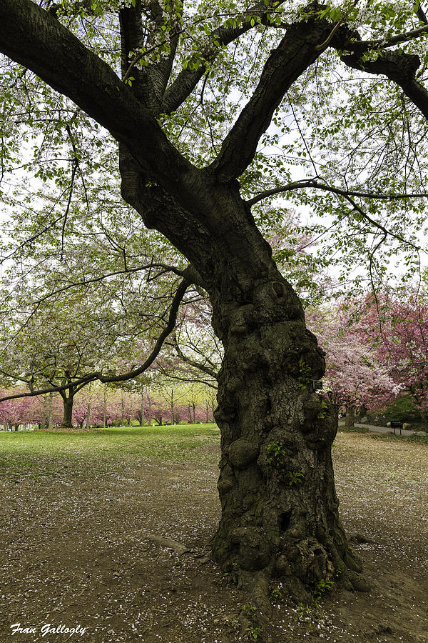 Ancient Cherry Tree Photograph by Fran Gallogly