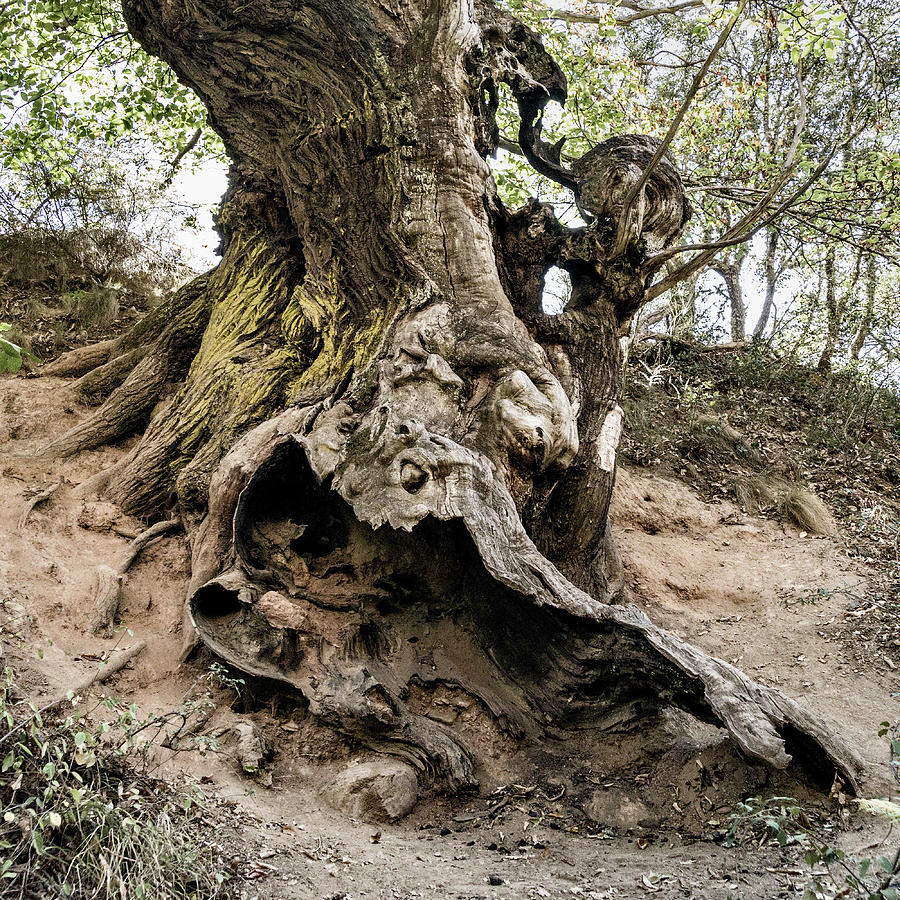 Ancient Chestnut Tree Photograph by Alan Toepfer